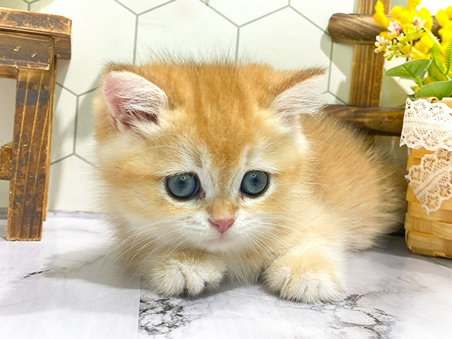 東京都のブリティッシュショートヘアー (ペッツファースト原宿店/2024年3月3日生まれ/女の子/ブラックゴールデンチンチラ)の子猫