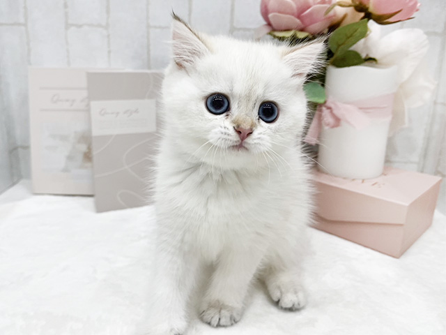 東京都のブリティッシュショートヘアー (ペッツファースト新宿店/2024年3月3日生まれ/女の子/ブラックシルバーチンチラ)の子猫