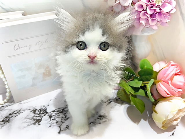 岡山県のラガマフィン (ペッツファースト倉敷店/2024年2月27日生まれ/女の子/ブルータビーホワイト)の子猫