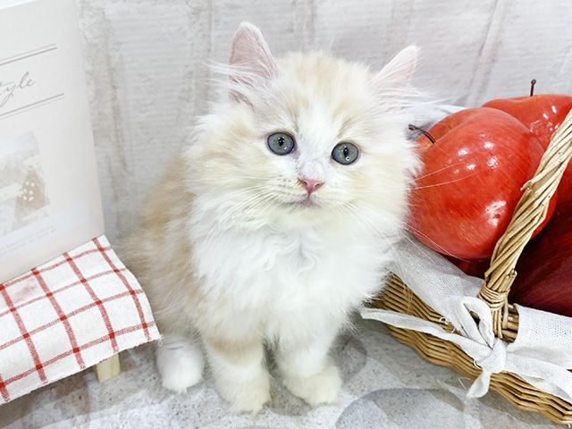 兵庫県のラガマフィン (ペッツファースト神戸三宮店/2024年3月2日生まれ/男の子/カメオタビー)の子猫