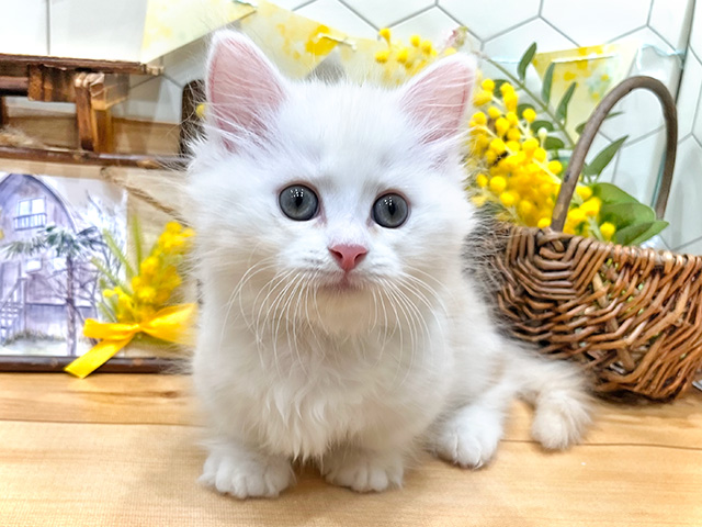 愛知県のマンチカン (ペッツファースト名古屋栄店/2024年3月3日生まれ/男の子/クリームホワイト)の子猫