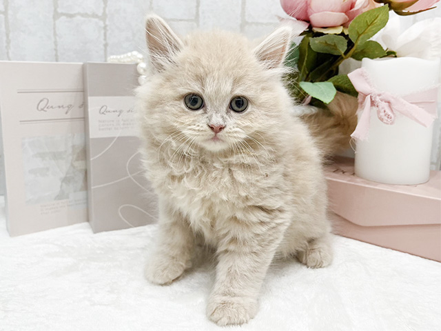 東京都のラガマフィン (ペッツファースト新宿店/2024年3月5日生まれ/女の子/クリームタビー)の子猫