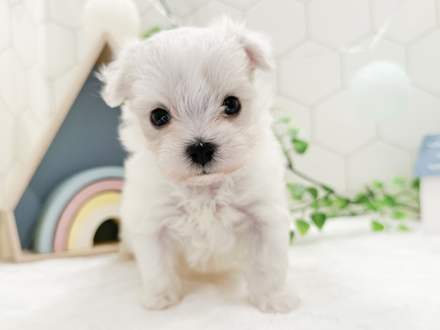 東京都のハーフ犬 (ペッツファースト代官山店/2024年3月7日生まれ/男の子/ホワイト)の子犬
