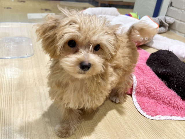 ミックス 倉敷店 │ペッツファースト公式サイト