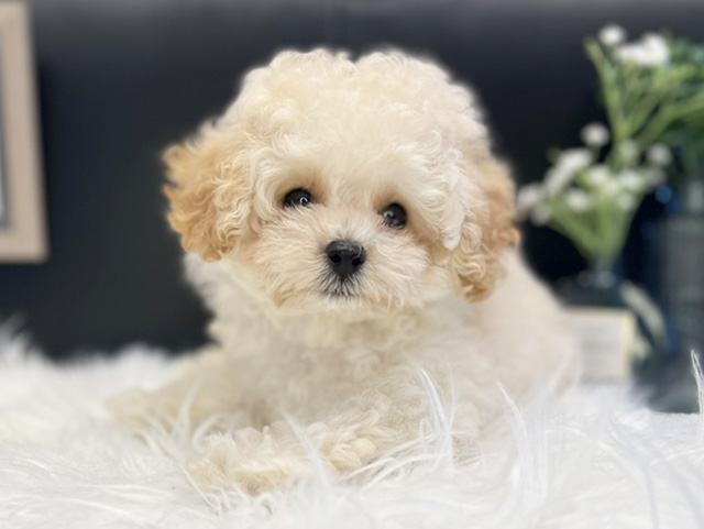 【艷珠】トイプードル MIX（トイプードル×ミニチュアダックス） | さいたま市の有限会社