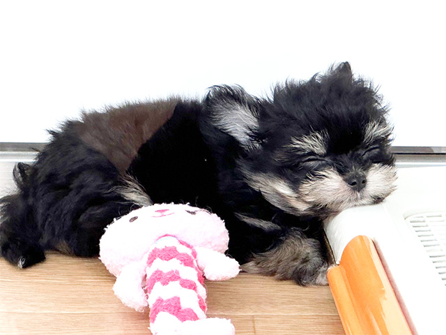 Lee 牛柄 背中開きボアベスト 《白黒》 小型犬 / PET PARADISE