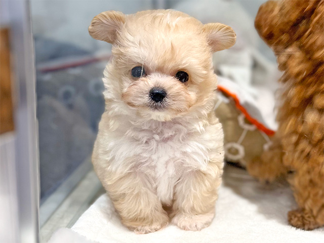 ミックス 吉祥寺本店 │ペッツファースト公式サイト