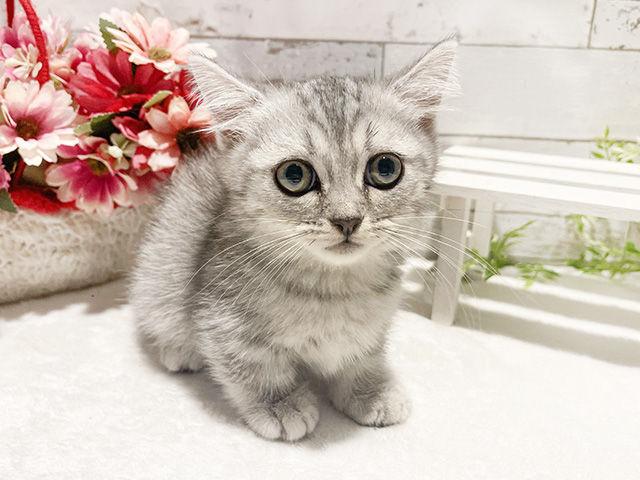 神奈川県のマンチカン (ペッツファースト秦野店/2024年5月6日生まれ/男の子/シルバータビー)の子猫