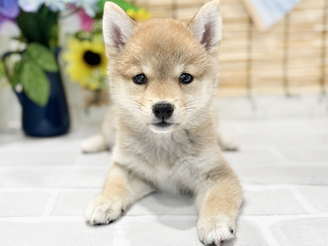 神奈川県の豆柴 (ペッツファースト秦野店/2024年5月22日生まれ/女の子/赤)の子犬