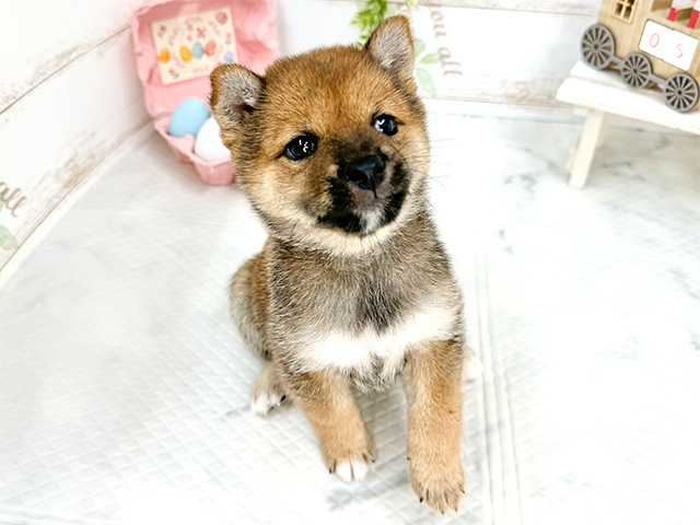 埼玉県の豆柴 (ペッツファースト川越店/2024年5月25日生まれ/女の子/赤)の子犬