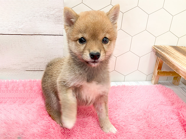 埼玉県の豆柴 (ペッツファーストふじみ野店/2024年5月27日生まれ/女の子/赤)の子犬