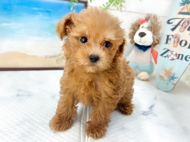 埼玉県のティーカッププードル (ペッツファースト川越店/2024年5月28日生まれ/男の子/レッド)の子犬