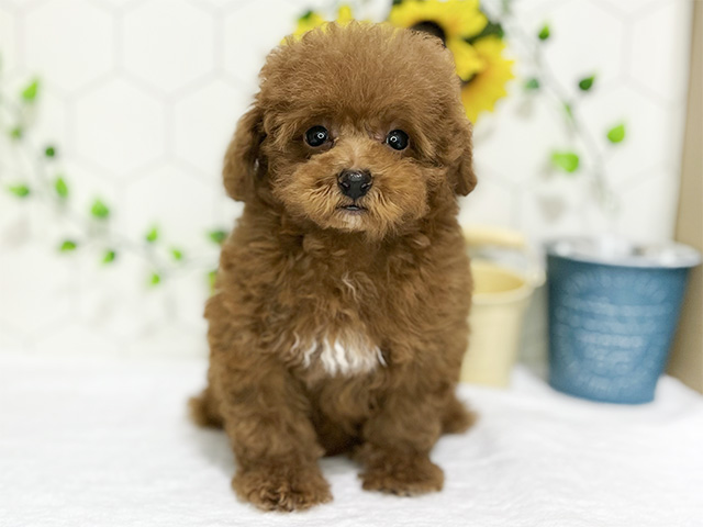 東京都のタイニープードル (ペッツファースト吉祥寺本店/2024年5月31日生まれ/男の子/レッド)の子犬