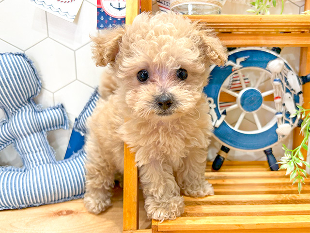 千葉県のタイニープードル (ペッツファーストおゆみ野店/2024年6月1日生まれ/男の子/クリーム)の子犬