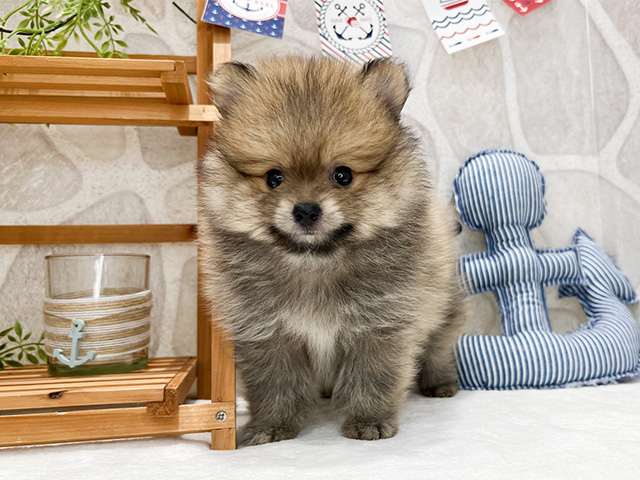 福岡県のポメラニアン (ペッツファースト福津店/2024年6月1日生まれ/男の子/オレンジ)の子犬