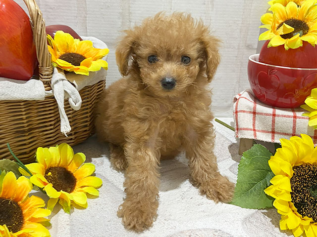 神奈川県のタイニープードル (ペッツファースト大和店/2024年6月1日生まれ/男の子/アプリコット)の子犬