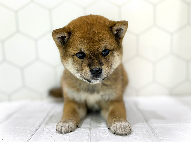 群馬県の豆柴 (ペッツファースト高崎店/2024年5月30日生まれ/男の子/赤)の子犬