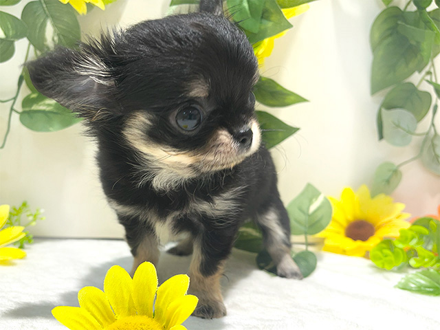 チワワ 恵比寿店 │ペッツファースト公式サイト