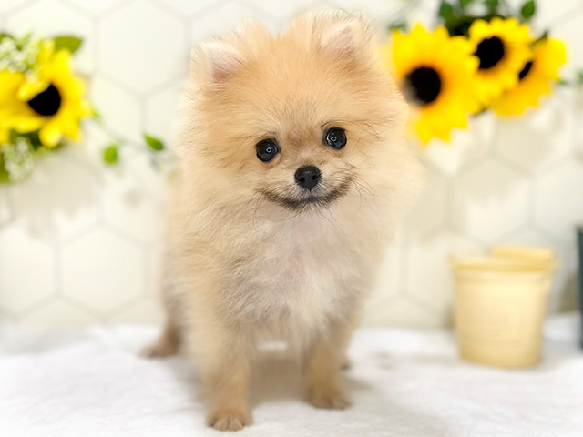 東京都のポメラニアン (ペッツファースト吉祥寺本店/2024年6月5日生まれ/男の子/オレンジ)の子犬