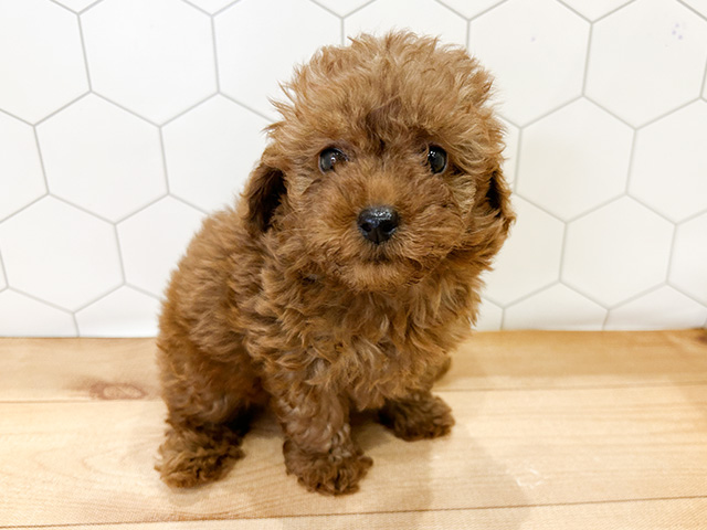 千葉県のタイニープードル (ペッツファーストおゆみ野店/2024年6月3日生まれ/女の子/レッド)の子犬