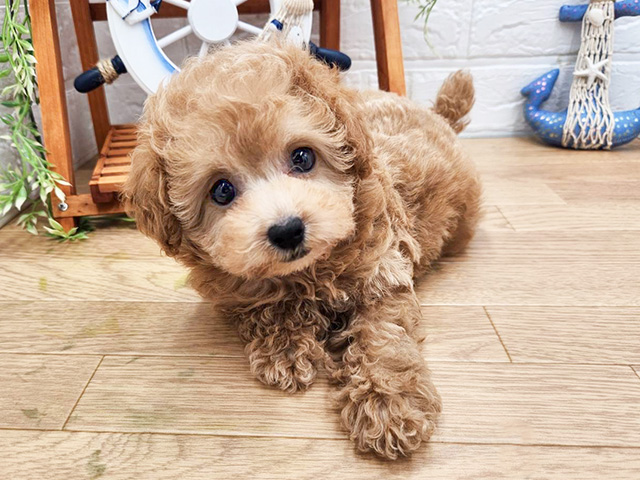 東京都のタイニープードル (ペッツファースト町田店/2024年6月1日生まれ/女の子/アプリコット)の子犬