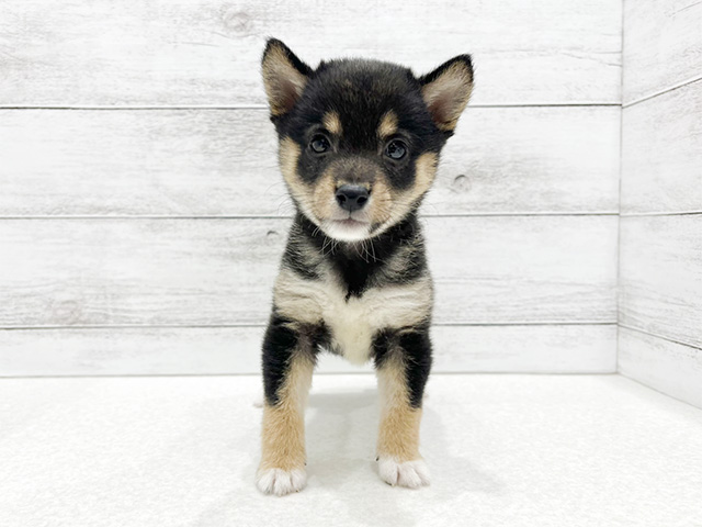 広島県の豆柴 (ペッツファースト宇品店/2024年6月4日生まれ/女の子/黒)の子犬