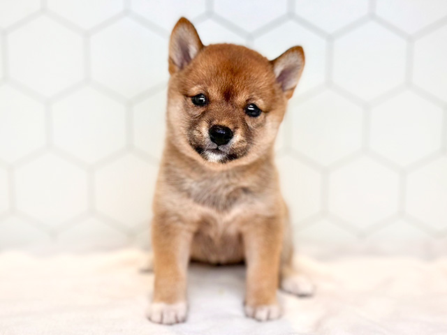 東京都の豆柴 (ペッツファースト下北沢店/2024年6月12日生まれ/女の子/赤)の子犬