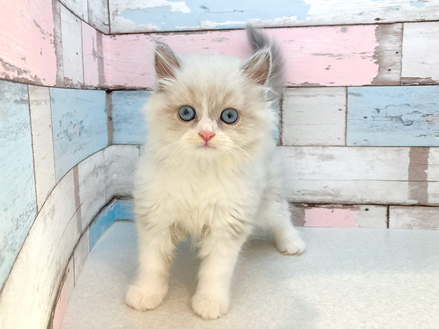 神奈川県のネヴァマスカレード (ペッツファーストfor cats横浜元町店/2024年6月10日生まれ/男の子/ブルーリンクスポイントバイカラー)の子猫