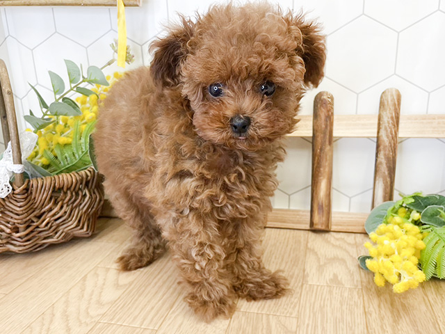 神奈川県のタイニープードル (ペッツファースト久里浜店/2024年6月12日生まれ/男の子/レッド)の子犬