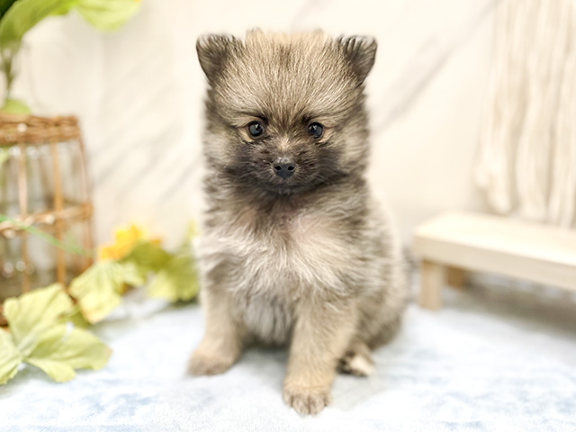 東京都のポメラニアン (ペッツファースト昭島店/2024年6月13日生まれ/男の子/ウルフセーブル)の子犬