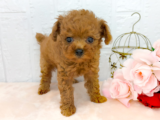 奈良県のタイニープードル (ペッツファースト橿原店/2024年6月19日生まれ/男の子/レッド)の子犬