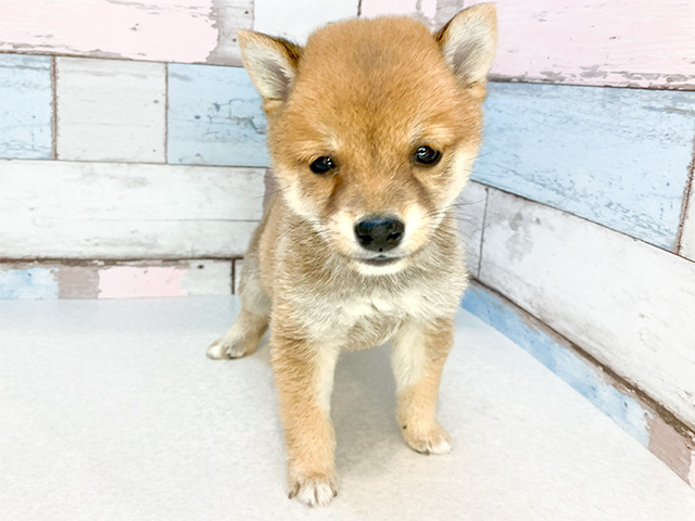 東京都の豆柴 (ペッツファーストお台場店/2024年6月17日生まれ/男の子/赤)の子犬