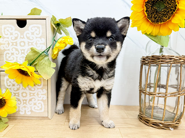 奈良県の豆柴 (ペッツファースト橿原店/2024年6月17日生まれ/女の子/黒)の子犬