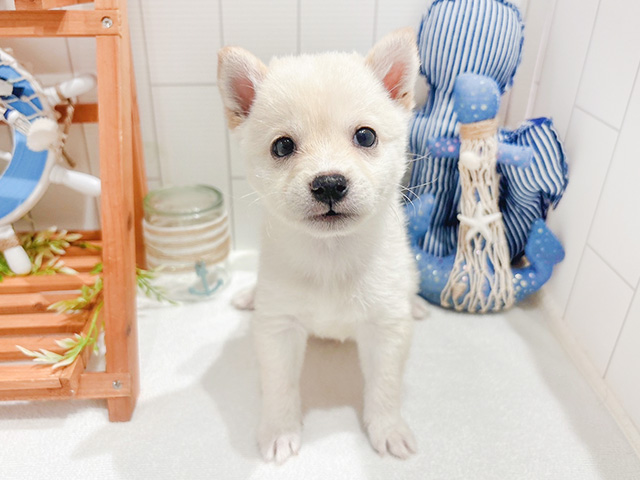 東京都の豆柴 (ペッツファースト自由が丘店/2024年6月14日生まれ/男の子/白)の子犬