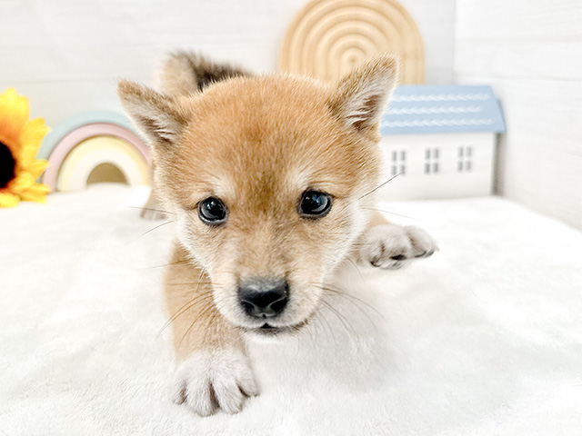 東京都の豆柴 (ペッツファースト代官山店/2024年6月17日生まれ/男の子/赤)の子犬