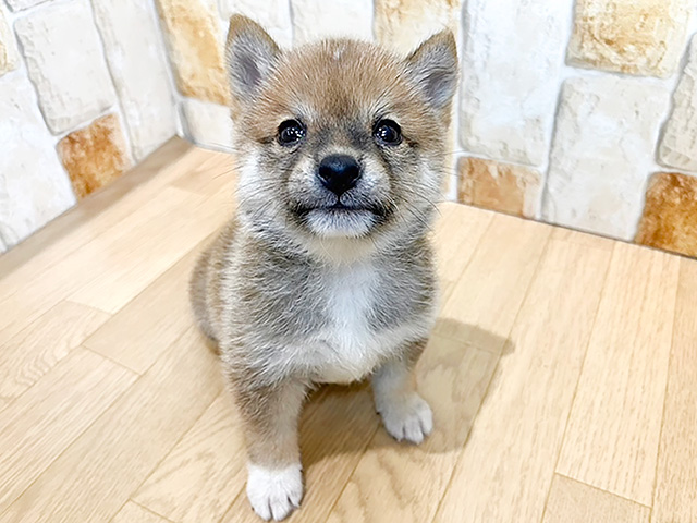 静岡県の豆柴 (ペッツファースト富士南店/2024年6月17日生まれ/男の子/赤)の子犬