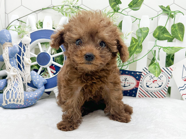 東京都のタイニープードル (ペッツファースト池袋店/2024年6月18日生まれ/男の子/レッド)の子犬