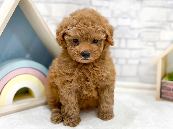 兵庫県のタイニープードル (ペッツファースト神戸三宮店/2024年6月19日生まれ/女の子/レッド)の子犬