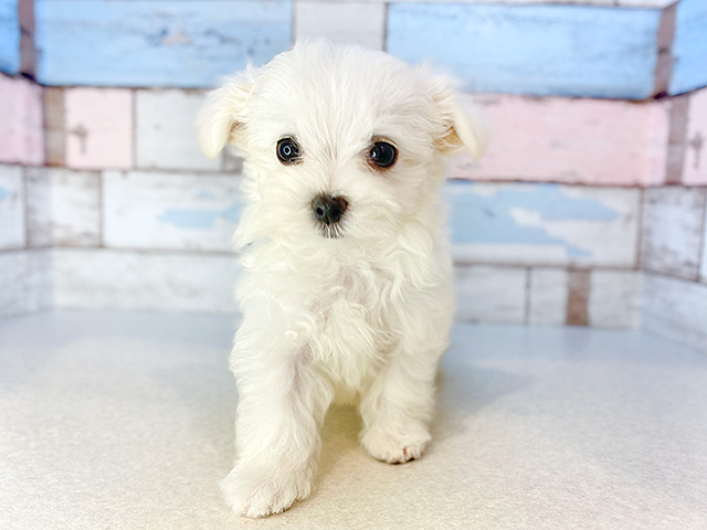 東京都のマルチーズ (ペッツファーストお台場店/2024年6月20日生まれ/男の子/ホワイト)の子犬