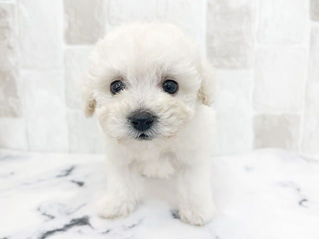 東京都のタイニープードル (ペッツファースト下北沢店/2024年6月18日生まれ/女の子/ホワイト)の子犬