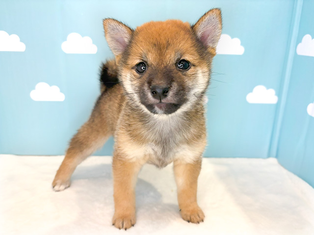 東京都の豆柴 (ペッツファースト晴海店/2024年6月20日生まれ/女の子/赤)の子犬