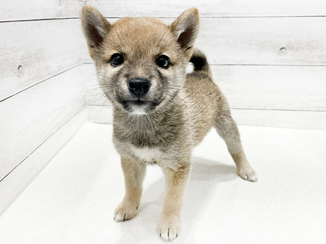 福岡県の豆柴 (ペッツファースト筑紫野店/2024年6月26日生まれ/女の子/赤)の子犬