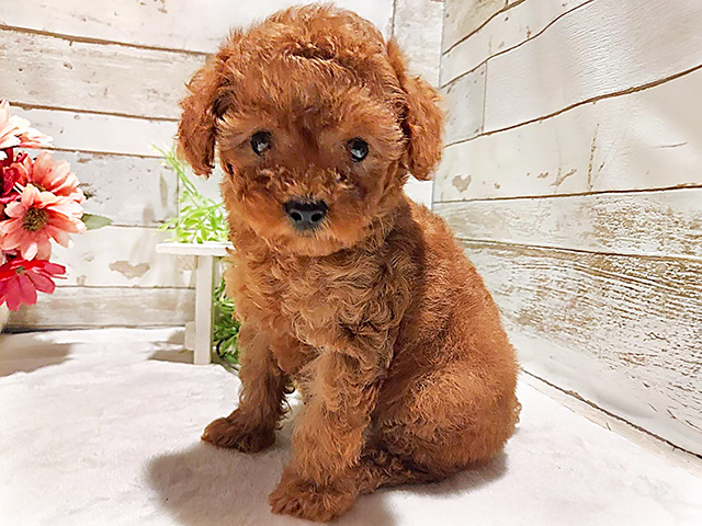 神奈川県のタイニープードル (ペッツファースト川崎店/2024年6月29日生まれ/女の子/レッド)の子犬