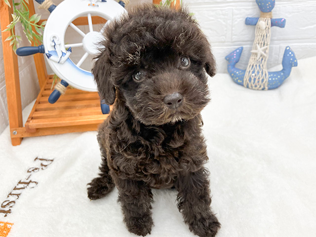 神奈川県のタイニープードル (ペッツファースト大和店/2024年6月27日生まれ/女の子/ブラウン)の子犬