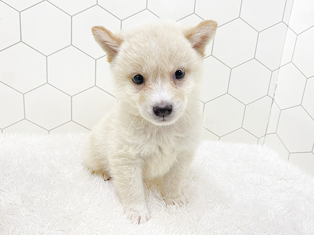 福岡県の豆柴 (ペッツファースト福岡天神店/2024年6月23日生まれ/男の子/白)の子犬