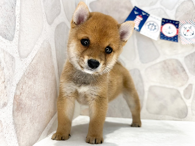 福岡県の豆柴 (ペッツファースト福津店/2024年6月24日生まれ/男の子/赤)の子犬