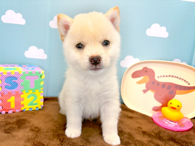 鹿児島県の豆柴 (ペッツファースト鹿児島店/2024年6月27日生まれ/男の子/白)の子犬