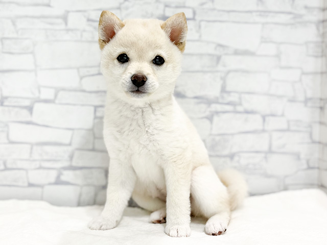 東京都の豆柴 (ペッツファースト吉祥寺本店/2024年6月27日生まれ/女の子/白)の子犬