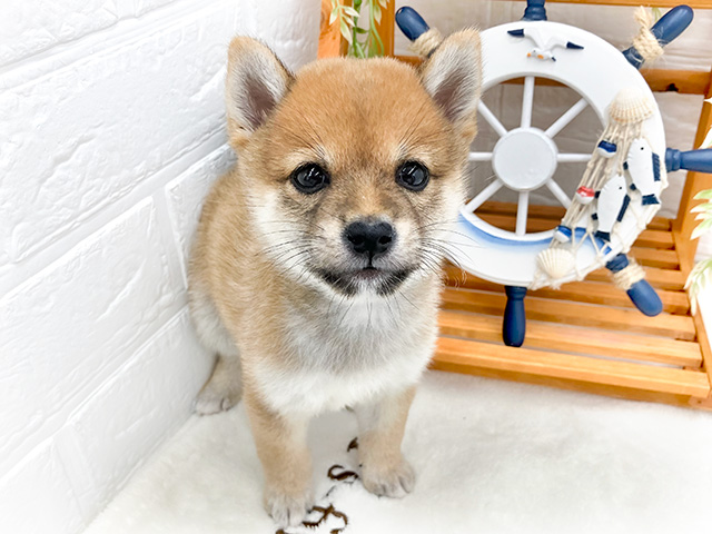 東京都の豆柴 (ペッツファースト町田店/2024年6月28日生まれ/男の子/赤)の子犬