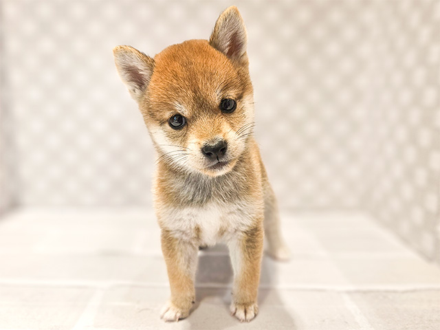 東京都の豆柴 (ペッツファースト武蔵小山店/2024年6月28日生まれ/女の子/赤)の子犬